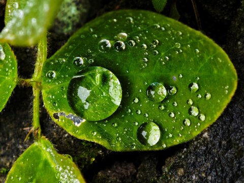 Pequenas folha com gotas de chuva 