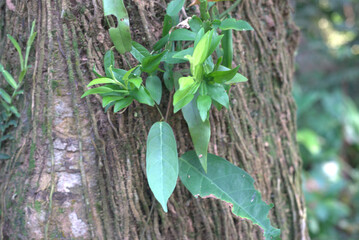 green leaves on a tree