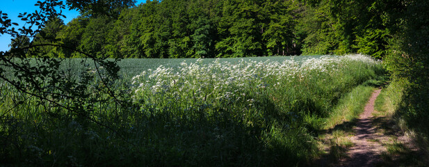 Felder im Mai am Waldrand mit Wiesen-Kümmel