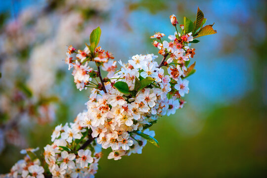 Beautiful white cherry flowers. Selective focus.