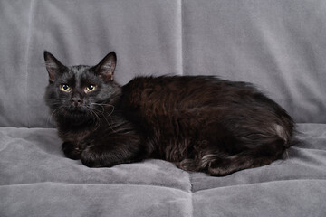 Black cat relaxing on grey sofa.
