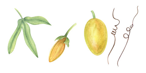 Yellow passionflower bud, fruit, leaf watercolor illustration clip art isolated background. Climbing exotic plant set for tropical designs, herbal product packaging, wellness branding