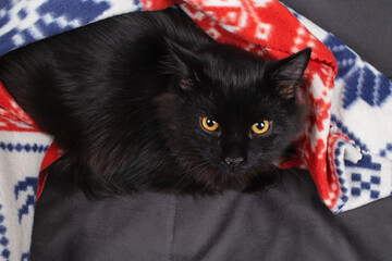 Beautiful black cat resting under a blanket.