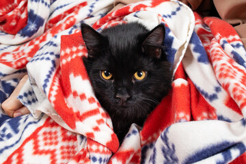 Portrait of a young black cat peeking out from under a blanket.