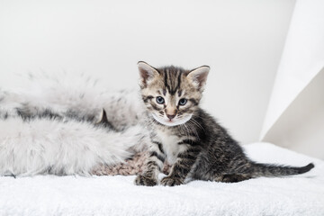 Portrait of little cute tabby kitten. Selective focus.