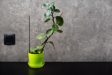 Potted ficus plant against grey wall background.