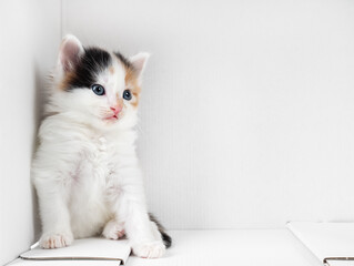 Tortoiseshell kitten sits in the corner of a white cardboard box. Copy space for text.