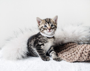Cute tabby kitten and fur blanket. Selective focus.