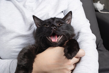 Black cat closed his eyes and stuck out his tongue in woman's hands.