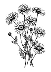 Sunflowers Line Art – Minimal Flower and Plant Outline