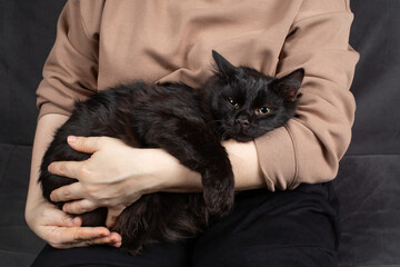 Black cat relaxing in female hands.