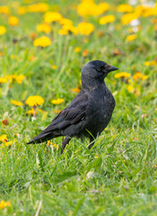 A black crow walks across the meadow.