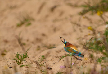 ABEJARUCO CAZANDO