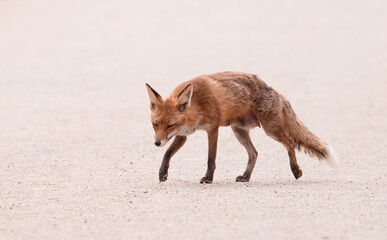 Obraz premium red fox walking