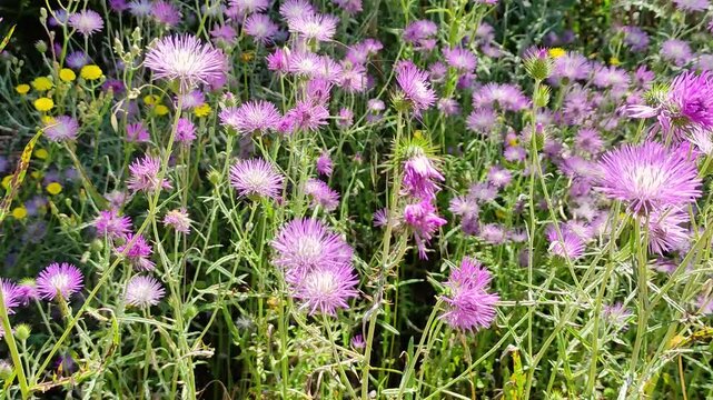 meadow of small milk thistles with small pollinating insects fluttering around them. Silybum marianum.