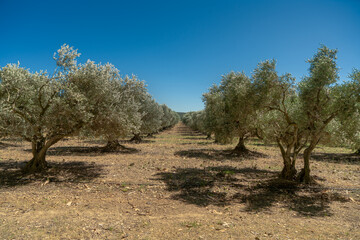 The iconic landscape of Provence, France, is evident in this picture of an olive orchard. The aged...