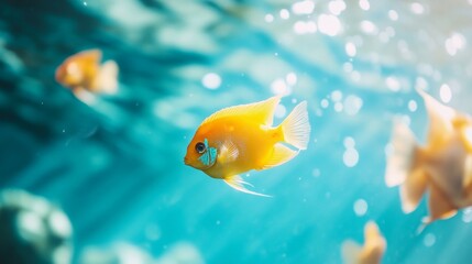 Bright yellow fish underwater with bubbles in blue background for aquatic pet or nature visuals concept