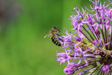Honeybee on Blooming Allium