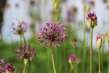 Fototapeta premium Allium Flowers in Bloom Against Soft Green Backdrop