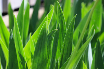 Emerald iris leaves in early spring