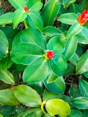 Close-up of a Costus Plant with Red Flower and Green Leaves