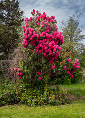 Obraz premium Yard Pink Rhododendrons 2