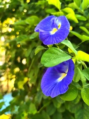 Vibrant Blue Butterfly Pea Flowers in Full Bloom