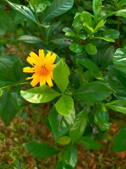 Bright yellow flower surrounded by lush green leaves in sunlight