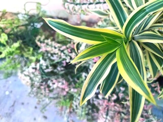 Close-up of a Variegated Dracaena Reflexa Plant