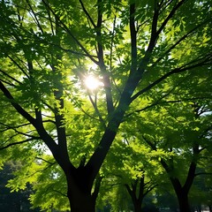 Obraz premium Sun-drenched park trees create a vibrant green background with dappled sunlight filtering through leaves, perfect for adding a touch of serene nature to any design project.