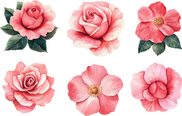 Pink Rose in Watercolor Style