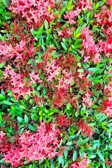 Beautiful Red Ixora Flowers Background