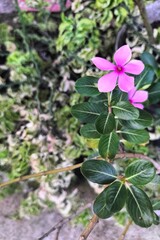 Close-up of vibrant pink periwinkle flowers with green leaves