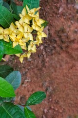 Yellow Ixora Flowers Blooming in a Garden 