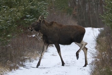 Samica łosia - pani łosiowa © PtakFOTO