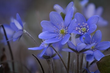 Przylaszczka pospolita