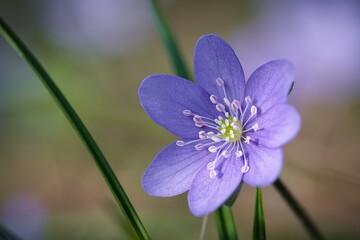 Przylaszczka pospolita