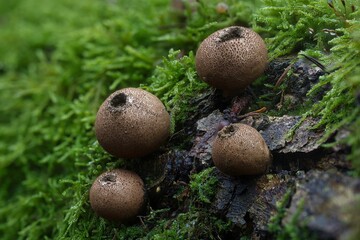 Purchawka gruszkowata