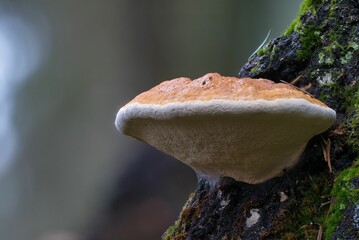 Białoporek brzozowy, huba brzozowa