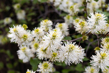 Fothergilla major (large witch alder or mountain witch alder) bunch of flowers blooming in garden