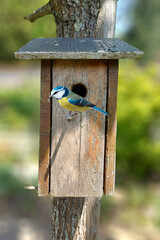 mésange bleu sur un nichoir