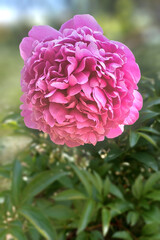 pivoine rose, gros plan sur fond flou