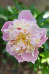 gros plan sur une fleur de pivoine sauvage