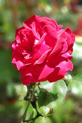 belle rose rouge sur fond flou