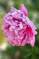 gros plan sur une fleur de pivoine rose