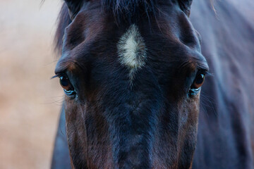 close up of a horse © Lynsview