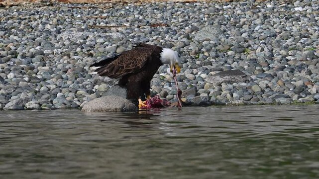 Wild bald eagle feeding at waters edge.