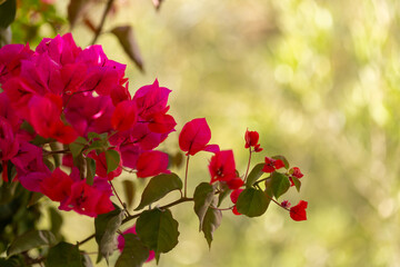 Egzotyczne czerwone i różowe kwiaty Bugenwilla, letni, kolorowy egzotyczny ogród, tropikalne pnącze z kwiatami, rozmyte tło, zbliżenie makro, dekoracja ogrodu, Tunezja, © anettastar