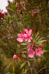 Oleander, egzotyczne różowe kwiaty, letni egzotyczny ogród, tropikalny krzew z różowymi kwiatami, rozmyte tło, zbliżenie makro, Tunezja, © anettastar