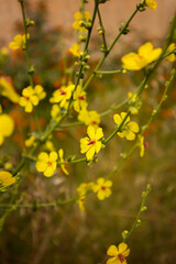 Dziewanna rózgowata - Verbascum virgatum Stokes, gatunek rośliny należący do rodziny trędownikowatych żółte kwiaty, tapeta, tło kwiatowe